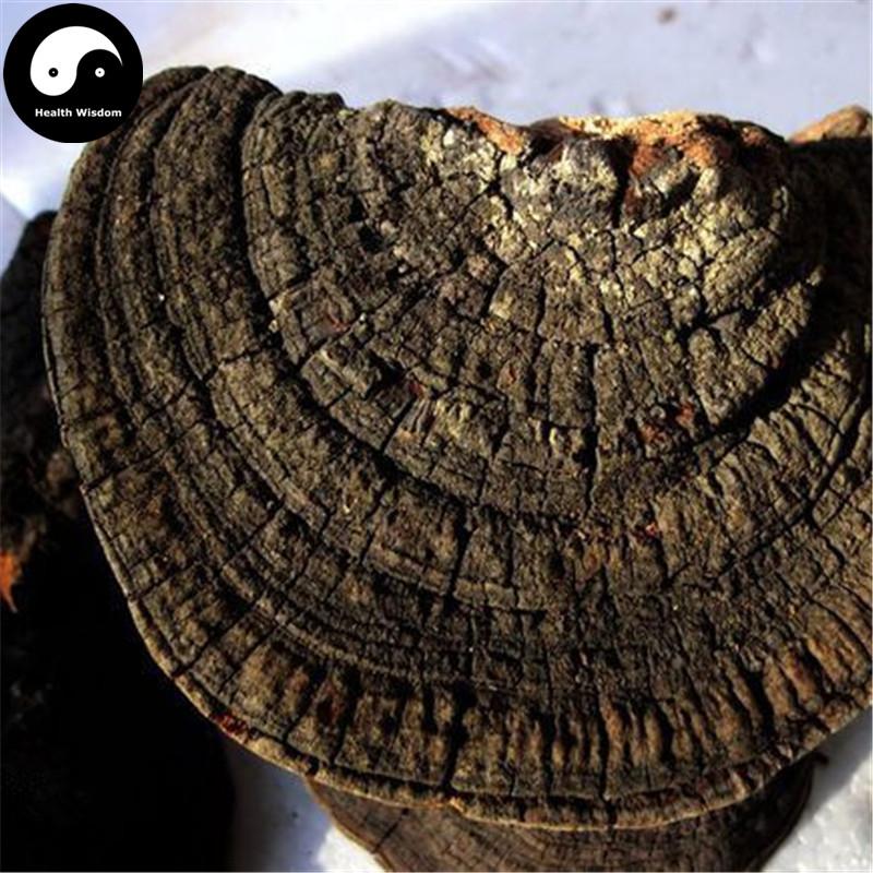Fungi Huai Er 槐耳, Dried Trametes Robiniophila Mushroom TRM Huaier Huai'er Tea-Health Wisdom™