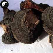 Fungi Huai Er 槐耳, Dried Trametes Robiniophila Mushroom TRM Huaier Huai'er Tea-Health Wisdom™
