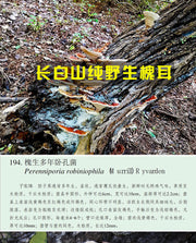 Fungi Huai Er 槐耳, Dried Trametes Robiniophila Mushroom TRM Huaier Huai'er Tea-Health Wisdom™