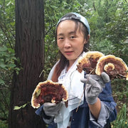 Fungi Huai Er 槐耳, Dried Trametes Robiniophila Mushroom TRM Huaier Huai'er Tea-Health Wisdom™