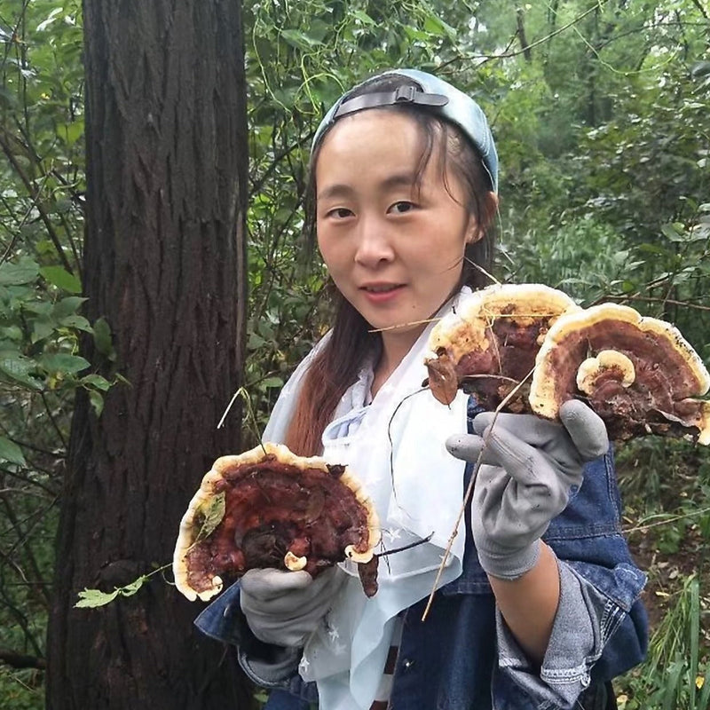 Fungi Huai Er 槐耳, Dried Trametes Robiniophila Mushroom TRM Huaier Huai'er Tea-Health Wisdom™
