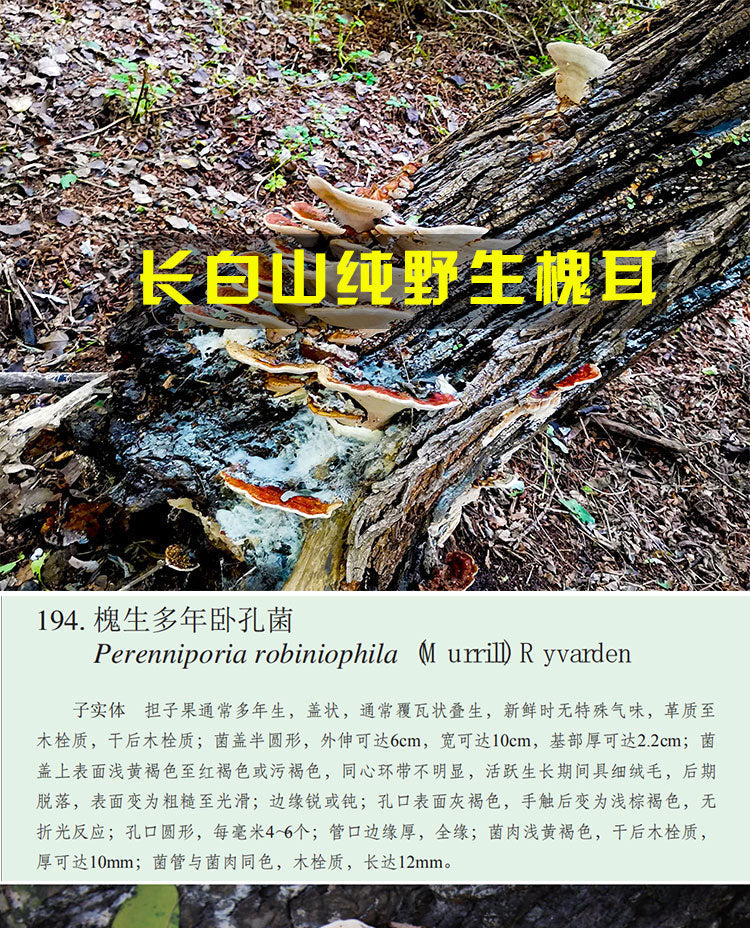 Fungi Huai Er 槐耳, Pure Trametes Robiniophila Mushroom Powder TRM Dried Huai'er Tea-Health Wisdom™