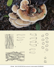 Fungi Huai Er 槐耳, Pure Trametes Robiniophila Mushroom Powder TRM Dried Huai'er Tea-Health Wisdom™