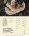 Fungi Huai Er 槐耳, Pure Trametes Robiniophila Mushroom Powder TRM Dried Huai'er Tea-Health Wisdom™