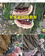Fungi Huai Er 槐耳, Pure Trametes Robiniophila Mushroom Powder TRM Dried Huai'er Tea-Health Wisdom™