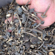 Fungi Ji Zong Jun 鸡枞菌, Collybia Albuminosa Mushroom For Soup-Health Wisdom™
