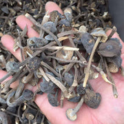Fungi Ji Zong Jun 鸡枞菌, Collybia Albuminosa Mushroom For Soup-Health Wisdom™