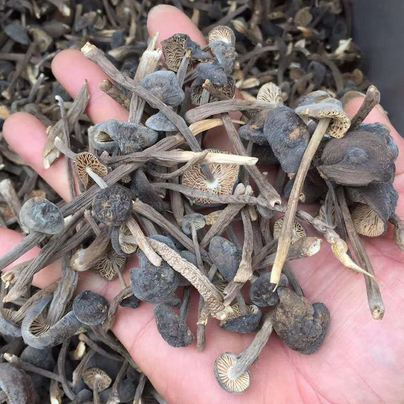 Fungi Ji Zong Jun 鸡枞菌, Collybia Albuminosa Mushroom For Soup-Health Wisdom™