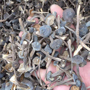Fungi Ji Zong Jun 鸡枞菌, Collybia Albuminosa Mushroom For Soup-Health Wisdom™