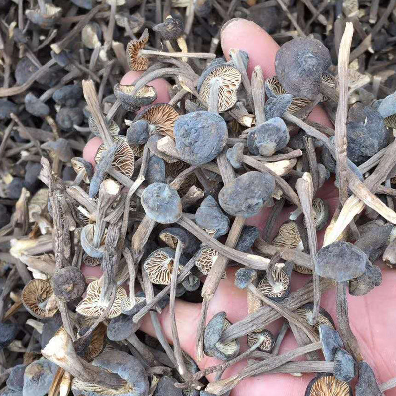 Fungi Ji Zong Jun 鸡枞菌, Collybia Albuminosa Mushroom For Soup-Health Wisdom™