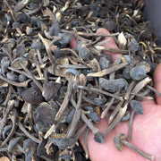 Fungi Ji Zong Jun 鸡枞菌, Collybia Albuminosa Mushroom For Soup-Health Wisdom™
