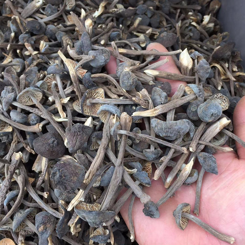 Fungi Ji Zong Jun 鸡枞菌, Collybia Albuminosa Mushroom For Soup-Health Wisdom™