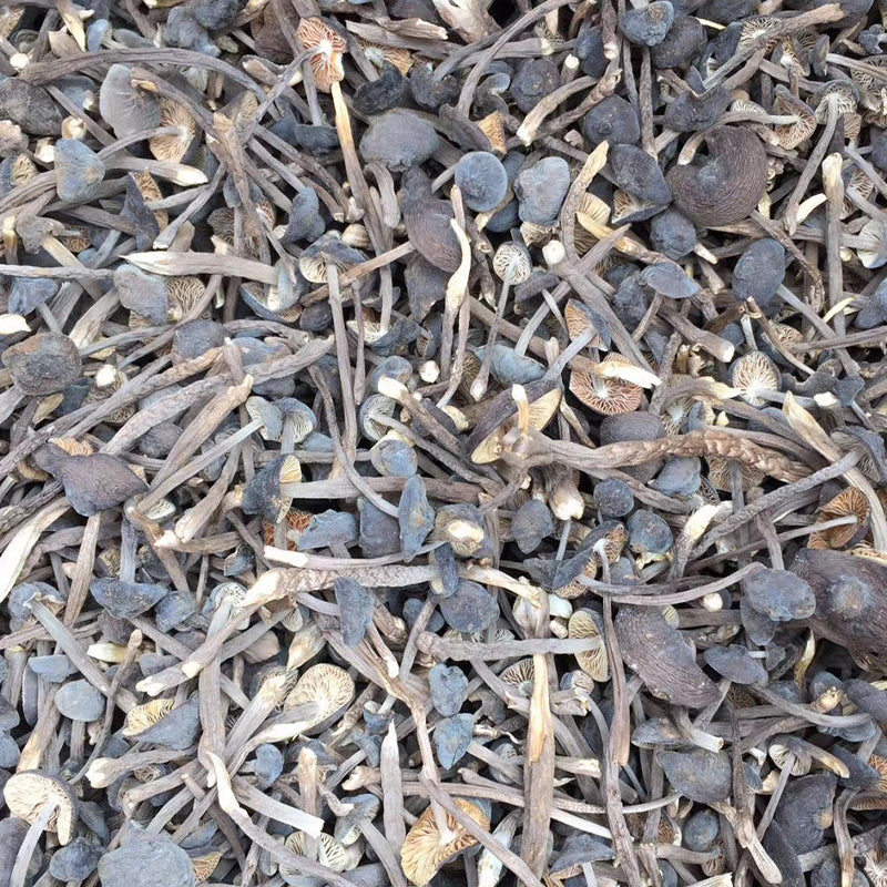Fungi Ji Zong Jun 鸡枞菌, Collybia Albuminosa Mushroom For Soup-Health Wisdom™