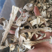 Fungi Lu Rong Gu 鹿茸菇, Lyophyllum Decastes Mushroom For Soup-Health Wisdom™