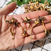 Fungus Gui Hua Er 桂花耳, Dried Festuca Glauca Mushroom Gui Hua Jun 桂花菌 For Food Soup-Health Wisdom™