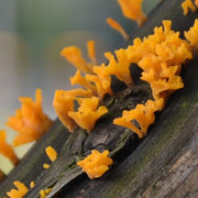 Fungus Gui Hua Er 桂花耳, Dried Festuca Glauca Mushroom Gui Hua Jun 桂花菌 For Food Soup-Health Wisdom™