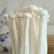 Fungus Hai Xian Gu 海鲜菇, Dried Hypsizygus Marmoreus Mushroom For Food Soup-Health Wisdom™