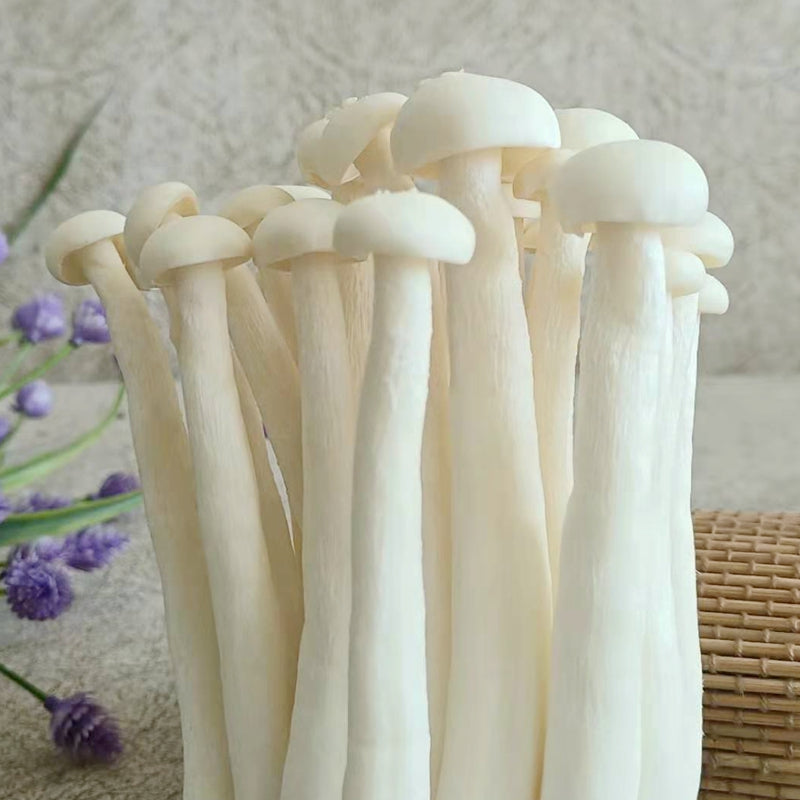 Fungus Hai Xian Gu 海鲜菇, Dried Hypsizygus Marmoreus Mushroom For Food Soup-Health Wisdom™