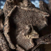 Fungus Hei Hu Zhang Jun 黑虎掌菌, Dried Sarcodon Imbricatus Mushroom For Soup Food-Health Wisdom™