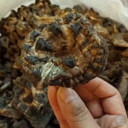 Fungus Hei Hu Zhang Jun 黑虎掌菌, Dried Sarcodon Imbricatus Mushroom For Soup Food-Health Wisdom™