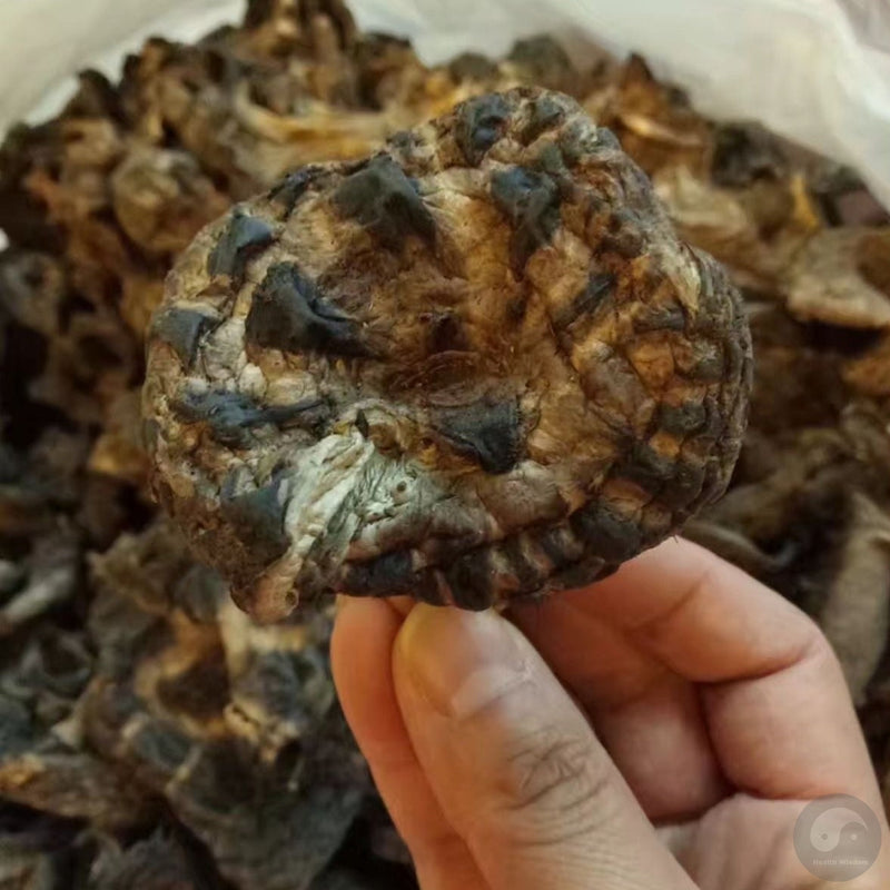 Fungus Hei Hu Zhang Jun 黑虎掌菌, Dried Sarcodon Imbricatus Mushroom For Soup Food-Health Wisdom™