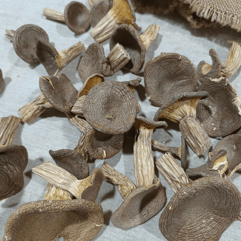 Fungus Hu Nai Gu 虎奶菇, Dried Pleurotus Tuber Regium Mushroom, Hu Nai Jun 虎奶菌-Health Wisdom™