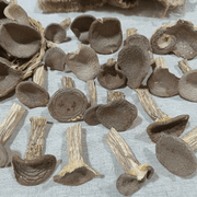 Fungus Hu Nai Gu 虎奶菇, Dried Pleurotus Tuber Regium Mushroom, Hu Nai Jun 虎奶菌-Health Wisdom™