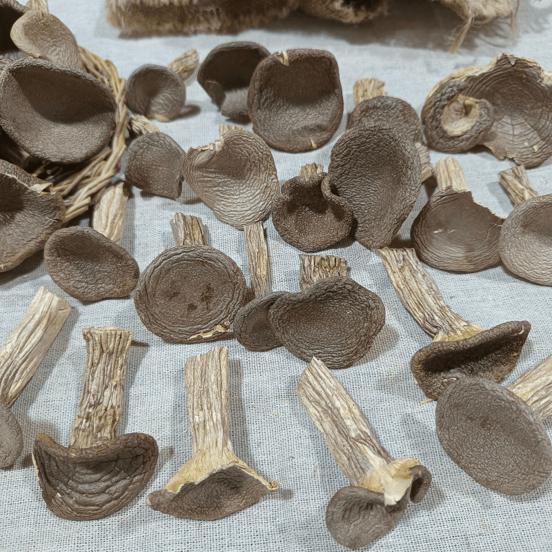 Fungus Hu Nai Gu 虎奶菇, Dried Pleurotus Tuber Regium Mushroom, Hu Nai Jun 虎奶菌-Health Wisdom™