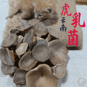 Fungus Hu Nai Gu 虎奶菇, Dried Pleurotus Tuber Regium Mushroom, Hu Nai Jun 虎奶菌-Health Wisdom™