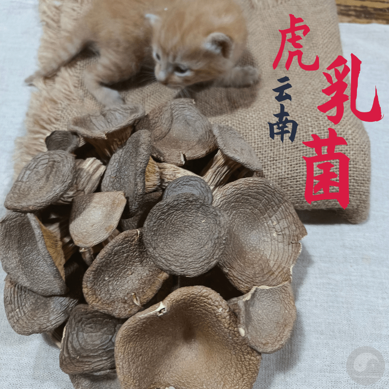 Fungus Hu Nai Gu 虎奶菇, Dried Pleurotus Tuber Regium Mushroom, Hu Nai Jun 虎奶菌-Health Wisdom™