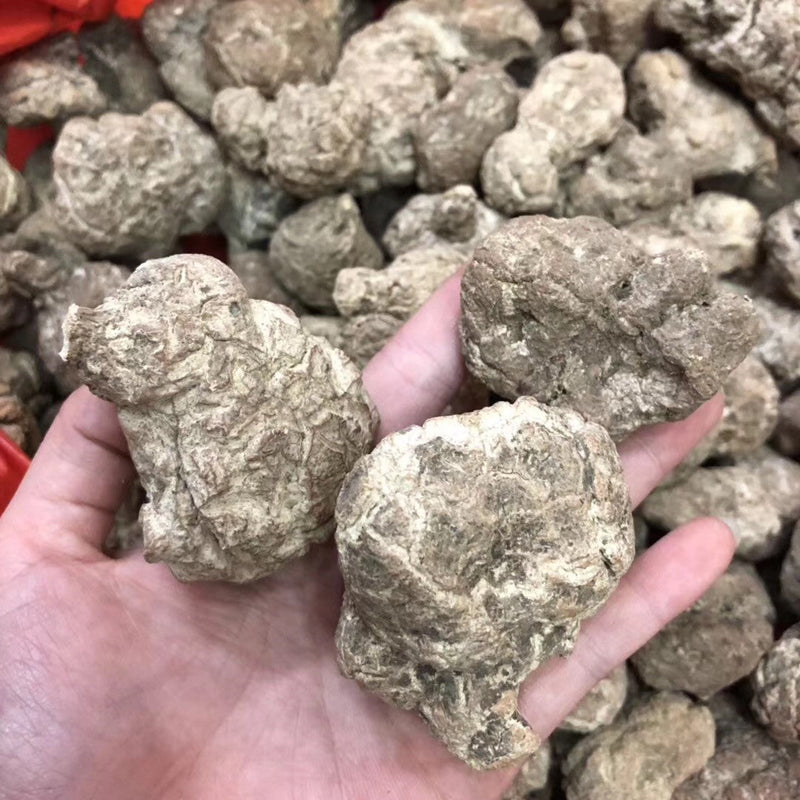 Fungus Hu Nai Jun 虎奶菌, Dried Pleurotus Tuber Regium Mushroom, Hu Nai Gu 虎奶菇-Health Wisdom™
