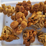 Fungus Hua Zi 滑子菇, Dried Pholiota Nameko Mushroom For Food Soup-Health Wisdom™