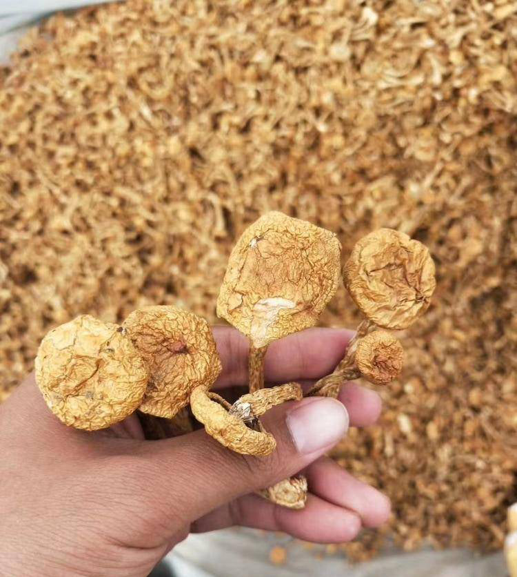 Fungus Hua Zi 滑子菇, Dried Pholiota Nameko Mushroom For Food Soup-Health Wisdom™