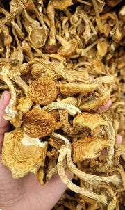 Fungus Hua Zi 滑子菇, Dried Pholiota Nameko Mushroom For Food Soup-Health Wisdom™