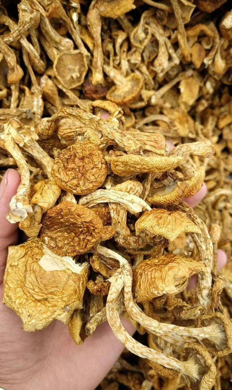 Fungus Hua Zi 滑子菇, Dried Pholiota Nameko Mushroom For Food Soup-Health Wisdom™
