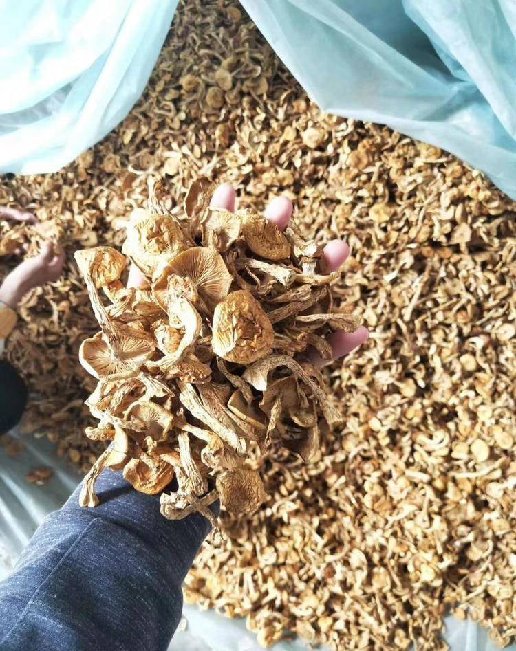 Fungus Hua Zi 滑子菇, Dried Pholiota Nameko Mushroom For Food Soup-Health Wisdom™