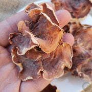 Fungus Yu Er Jun 榆耳菌, Dried Gloeostereum Incarnatum Mushroom For Food Soup-Health Wisdom™