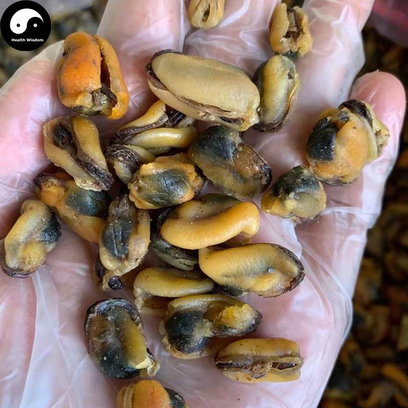 Gan Dan Cai 干淡菜, Dried Mussels Meat, Mytilus edulis Yi Bei For Seafood Soup-Health Wisdom™