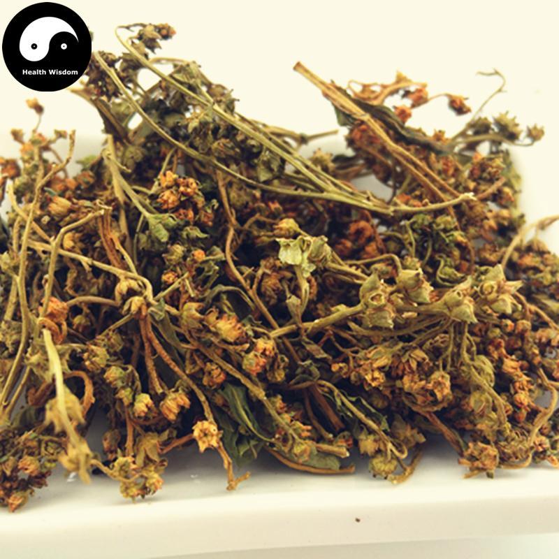 Gan Huang Cao 赶黄草, Penthorum Chinense Pursh Flower, Che Gen Cai-Health Wisdom™