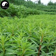 Gan Huang Cao 赶黄草, Penthorum Chinense Pursh Leaf, Che Gen Cai-Health Wisdom™