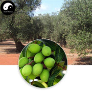 Gan Lan He 橄欖核, Nucleus Olivaris, Qing Guo He-Health Wisdom™