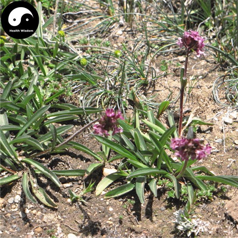 Gan Song Gen 甘松根, Nardostachys Jatamansi Roots, Radix Nardostachyos Stems, Xiang Song-Health Wisdom™