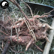 Gang Ren Gen 崗稔根, Downy Rosemyrtle Root, Tao Jin Niang Gen, Radix Rhodomyrti-Health Wisdom™