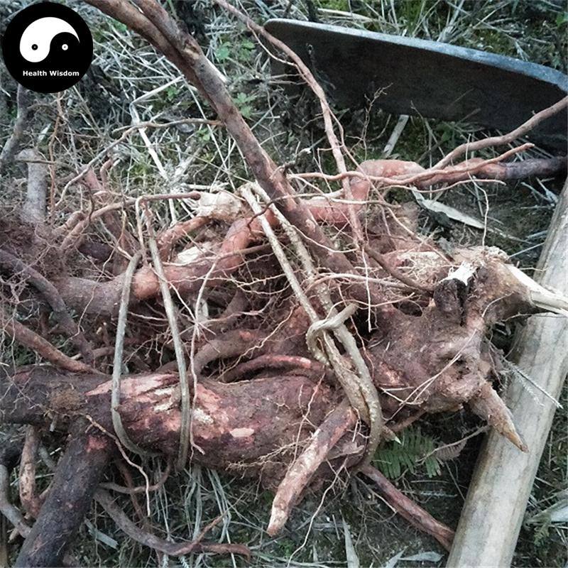 Gang Ren Gen 崗稔根, Downy Rosemyrtle Root, Tao Jin Niang Gen, Radix Rhodomyrti-Health Wisdom™