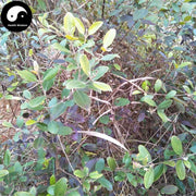 Gang Ren Gen 崗稔根, Downy Rosemyrtle Root, Tao Jin Niang Gen, Radix Rhodomyrti-Health Wisdom™