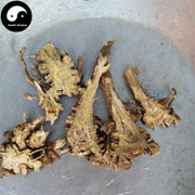 Gao Ben 藁本, Radices Ligustici Sinensis, Rhizoma Ligustici, Chinese Ligusticum Rhizome-Health Wisdom™