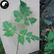 Gao Ben 藁本, Radices Ligustici Sinensis, Rhizoma Ligustici, Chinese Ligusticum Rhizome-Health Wisdom™