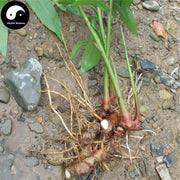 Gao Liang Jiang 高良姜, Rhizoma Alpiniae Officinarum, Lesser Galangal Rhizome-Health Wisdom™