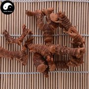 Gao Liang Jiang 高良姜, Rhizoma Alpiniae Officinarum, Lesser Galangal Rhizome-Health Wisdom™