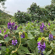 Ge Hua 葛花, Dried Lobed Kudzuvine Flower Tea, FIos Pueraria Lobata, Ge Gen Hua-Health Wisdom™